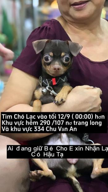 Tìm Chó lạc tại TP Hồ Chí Minh -  Chó Chihuahua Đực, màu Đen