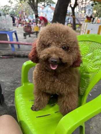 Tìm Chó lạc tại TP Hồ Chí Minh -  Chó Poodle Đực, màu Nâu đỏ