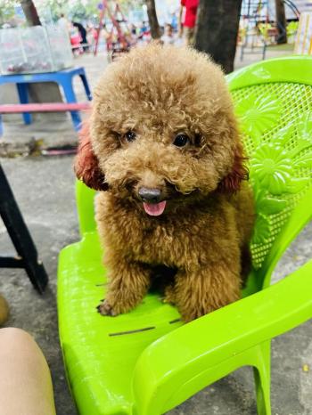 Tìm Chó lạc tại TP Hồ Chí Minh -  Chó Poodle Đực, màu Nâu đỏ