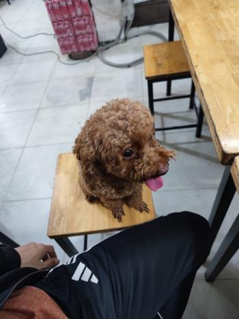 Tìm Chó lạc tại Hà Nội -  Chó Poodle Đực, màu Nâu đỏ