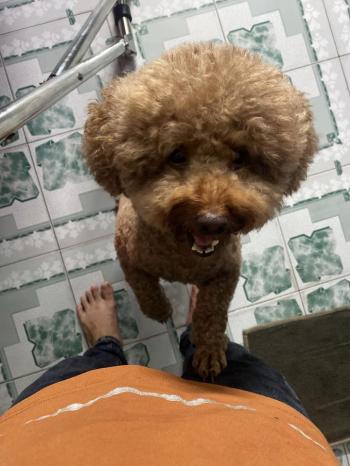 Tìm Chó lạc tại TP Hồ Chí Minh -  Chó Poodle Đực, màu Nâu đỏ