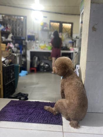 Tìm Chó lạc tại TP Hồ Chí Minh -  Chó Poodle Đực, màu Nâu đỏ