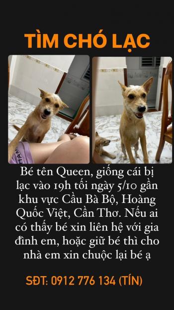 Tìm Chó lạc tại Cần Thơ