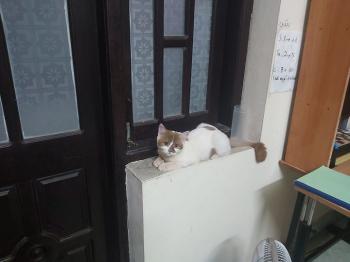 Tìm Mèo lạc tại Hà Nội -  Mèo Anh Đực, màu Trắng