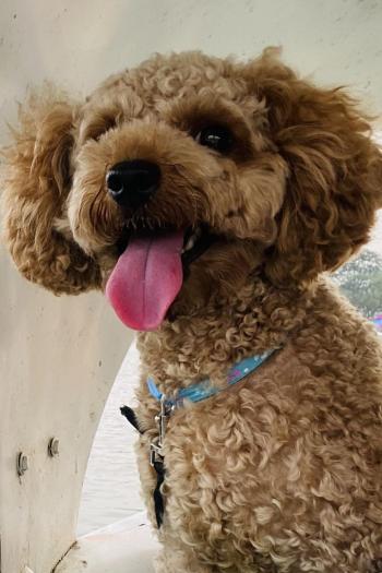 Tìm Chó lạc tại Hà Nội -  Chó Poodle Cái, màu Nâu đỏ