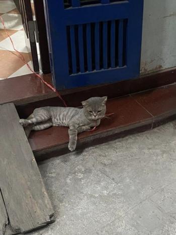 Phát hiện Mèo lạc tại Hà Nội -  Mèo Anh Đực, màu Xám
