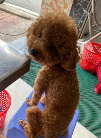 Tìm Chó lạc tại TP Hồ Chí Minh -  Chó Poodle Đực, màu Nâu đất