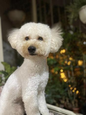 Tìm Chó lạc tại Hà Nội -  Chó Poodle Đực, màu Trắng