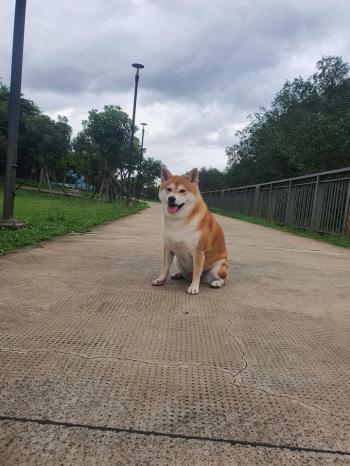 Tìm Chó lạc tại TP Hồ Chí Minh -  Chó Shiba Inu Đực, màu Trắng - Vàng