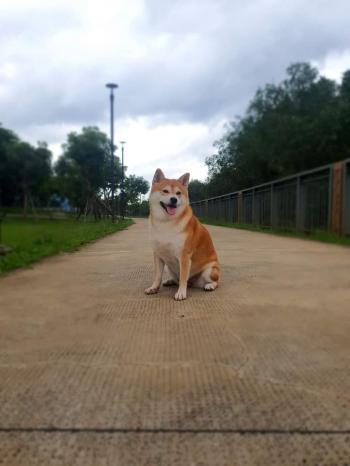 Tìm Chó lạc tại TP Hồ Chí Minh -  Chó Shiba Inu Đực, màu Trắng - Vàng