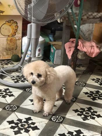 Tìm Chó lạc tại Hà Nội -  Chó Poodle Đực, màu Trắng