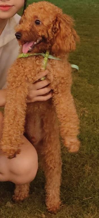 Tìm Chó lạc tại Lào Cai -  Chó Poodle Đực, màu Nâu đỏ