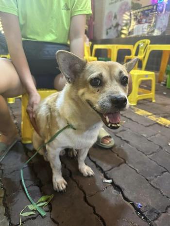 Tìm Chó lạc tại TP Hồ Chí Minh -  Chó Corgi Đực, màu Trắng - Vàng