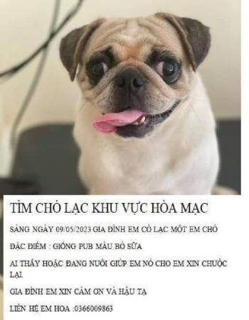 Tìm Chó lạc tại Hà Nam -  Chó Pug Cái, màu Đen - Trắng (Bò sữa)