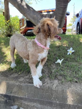 Tìm Chó lạc tại TP Hồ Chí Minh -  Chó Poodle Đực, màu Nâu đất