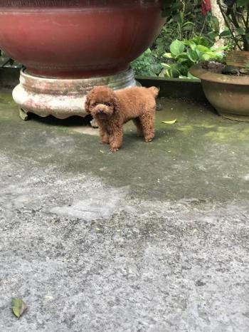 Tìm Chó lạc tại Tiền Giang -  Chó Poodle Đực, màu Nâu đỏ