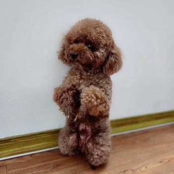 Tìm Chó lạc tại Hà Nội -  Chó Poodle Đực, màu Nâu đất