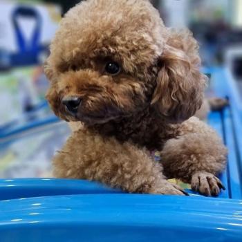 Tìm Chó lạc tại Hà Nội -  Chó Poodle Đực, màu Nâu đất