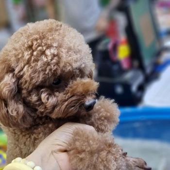 Tìm Chó lạc tại Hà Nội -  Chó Poodle Đực, màu Nâu đất