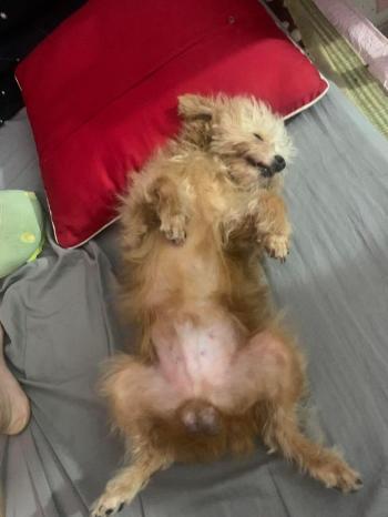 Tìm Chó lạc tại Thái Nguyên -  Chó Poodle Đực, màu Nâu đỏ