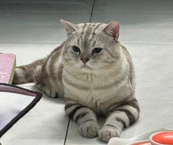 Tìm Mèo lạc tại TP Hồ Chí Minh -  Mèo Anh Cái, màu Vằn vện