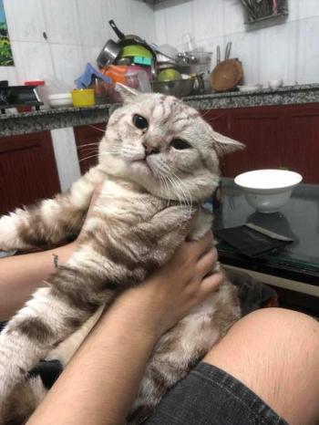 Tìm Mèo lạc tại TP Hồ Chí Minh -  Mèo Anh Cái, màu Vằn vện