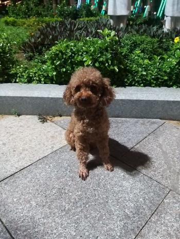 Tìm Chó lạc tại Bình Định -  Chó Poodle Đực, màu Nâu đất