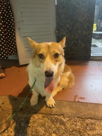 Phát hiện Chó lạc tại Hà Nội -  Chó Corgi Đực, màu Trắng - Vàng