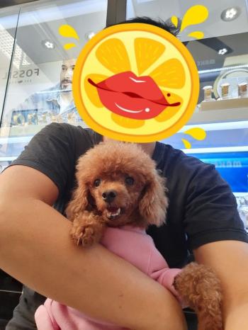 Tìm Chó lạc tại TP Hồ Chí Minh -  Chó Poodle Cái, màu Nâu đỏ