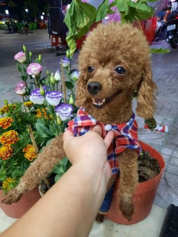 Tìm Chó lạc tại TP Hồ Chí Minh -  Chó Poodle Cái, màu Nâu đỏ