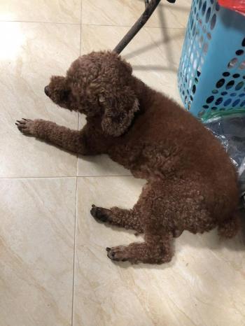 Tìm Chó lạc tại Hải Dương -  Chó Poodle Đực, màu Nâu đỏ