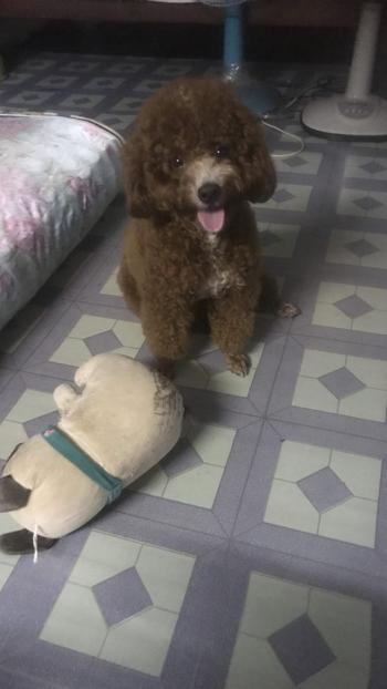 Tìm Chó lạc tại TP Hồ Chí Minh -  Chó Poodle Đực, màu Nâu đỏ