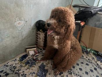 Tìm Chó lạc tại TP Hồ Chí Minh -  Chó Poodle Đực, màu Nâu đỏ