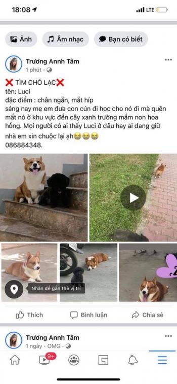 Tìm Chó lạc tại Tuyên Quang