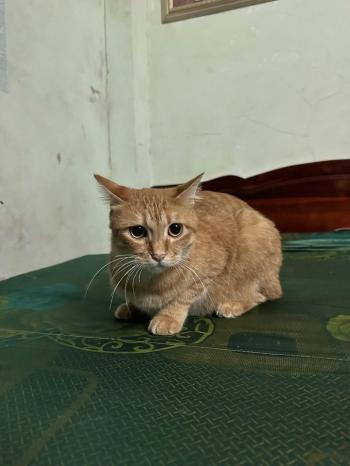 Tìm Mèo lạc tại Hà Nội -  Mèo Đực, màu Vàng