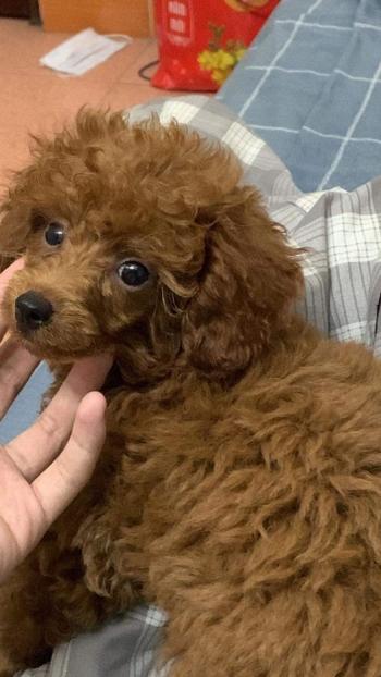 Tìm Chó lạc tại Hà Nội -  Chó Poodle Đực, màu Nâu đỏ