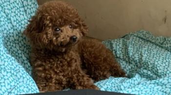 Tìm Chó lạc tại Hà Nội -  Chó Poodle Đực, màu Nâu đỏ