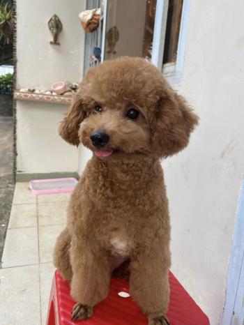 Tìm Chó lạc tại Bình Phước -  Chó Poodle Đực, màu Nâu đất