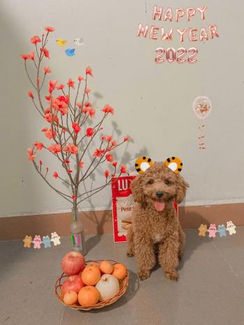 Tìm Chó lạc tại Bình Phước -  Chó Poodle Đực, màu Nâu đất