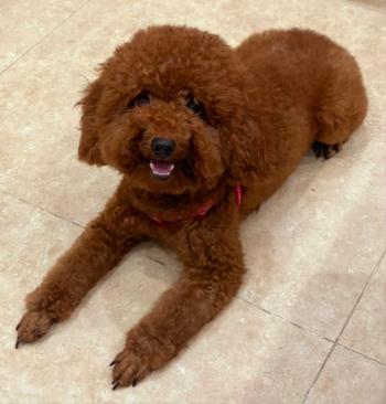 Tìm Chó lạc tại Hà Nội -  Chó Poodle Cái, màu Nâu đỏ