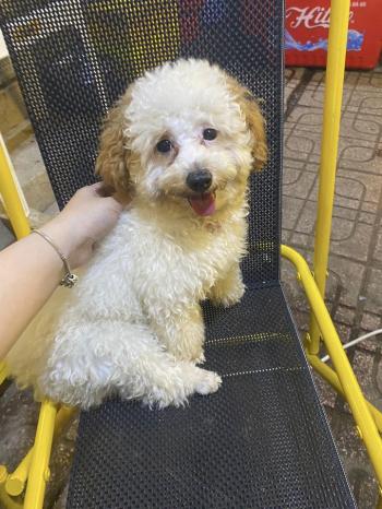 Tìm Chó lạc tại TP Hồ Chí Minh -  Chó Poodle Đực, màu Trắng