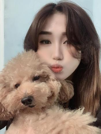 Tìm Chó lạc tại TP Hồ Chí Minh -  Chó Poodle Đực, màu Nâu đất