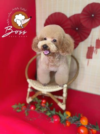 Tìm Chó lạc tại TP Hồ Chí Minh -  Chó Poodle Đực, màu Nâu đất