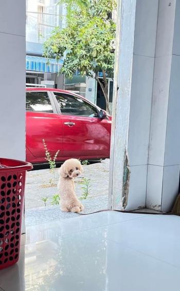 Tìm Chó lạc tại Đà Nẵng -  Chó Poodle Cái, màu Trắng