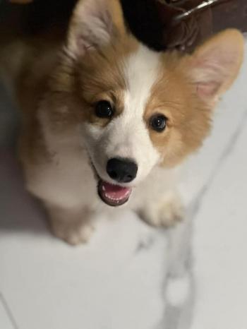 Tìm Chó lạc tại Thanh Hóa -  Chó Corgi Đực, màu Trắng - Vàng