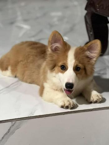 Tìm Chó lạc tại Thanh Hóa -  Chó Corgi Đực, màu Trắng - Vàng