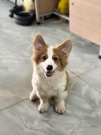 Tìm Chó lạc tại Thanh Hóa -  Chó Corgi Đực, màu Trắng - Vàng