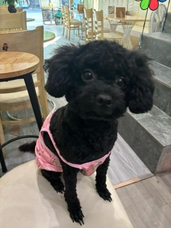 Tìm Chó lạc tại Hải Dương -  Chó Poodle Đực, màu Đen