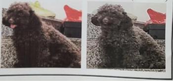 Tìm Chó lạc tại TP Hồ Chí Minh -  Chó Poodle Đực, màu Đen