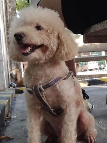 Tìm Chó lạc tại TP Hồ Chí Minh -  Chó Poodle Đực, màu Vàng